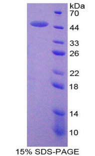 Recombinant Matrix Metalloproteinase 3 (MMP3)