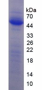 Recombinant Matrix Metalloproteinase 3 (MMP3)