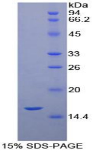 RPA106Hu02.jpg