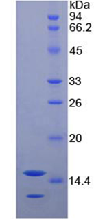 Recombinant Neurotrophin 3 (NT3)