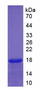 Recombinant Neurotrophin 3 (NT3)