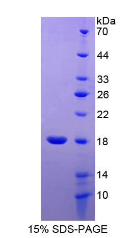 Recombinant Neurotrophin 4 (NT4)