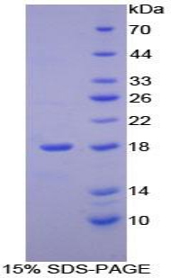 Recombinant Neurotrophin 4 (NT4)