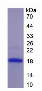 Recombinant Placenta Growth Factor (PLGF)