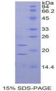 Recombinant Placenta Growth Factor (PLGF)