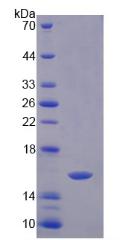 Recombinant Prokineticin 2 (PK2)