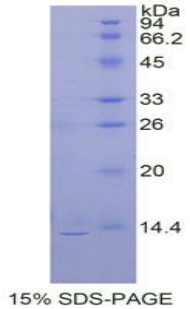 Recombinant Prokineticin 2 (PK2)