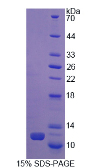 RPA116Po01.jpg