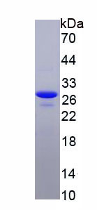 RPA119Hu04.jpg