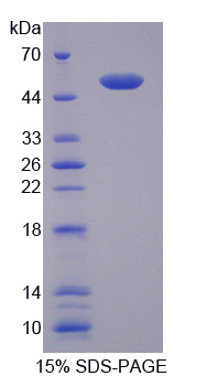 Recombinant Cluster Of Differentiation 40 Ligand (CD40L)