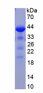 Recombinant Stem Cell Factor Receptor (SCFR)