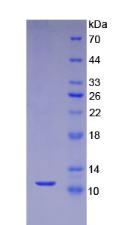 Recombinant Stromal Cell Derived Factor 1 (SDF1)