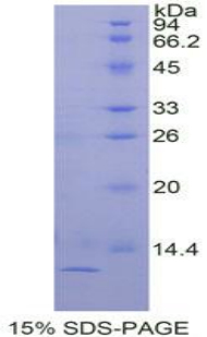 Recombinant Transforming Growth Factor Alpha (TGFa)