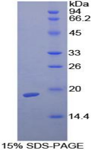 Recombinant Transforming Growth Factor Beta 1 (TGFb1)