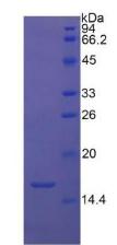 Recombinant Transforming Growth Factor Beta 1 (TGFb1)