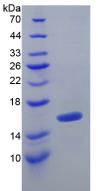 Recombinant Transforming Growth Factor Beta 1 (TGFb1)