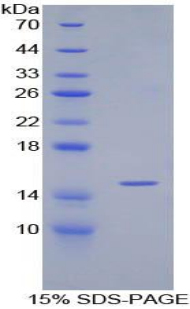 Recombinant Transforming Growth Factor Beta 1 (TGFb1)