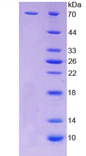 Recombinant Protease Activated Receptor 4 (PAR4)