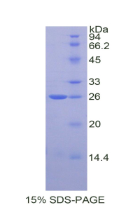 RPA129Ra01.jpg