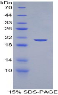 Recombinant Tumor Necrosis Factor Alpha (TNFa)