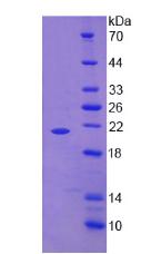 Recombinant Tumor Necrosis Factor Alpha (TNFa)