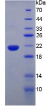 Recombinant Tumor Necrosis Factor Alpha (TNFa)