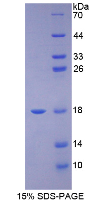 Recombinant Tumor Necrosis Factor Alpha (TNFa)