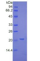 Recombinant Tumor Necrosis Factor Alpha (TNFa)