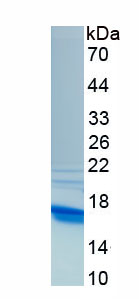 Recombinant Tumor Necrosis Factor Beta (TNFb)