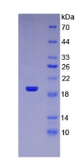 RPA139Hu01.jpg