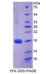 Recombinant Vascular Endothelial Growth Factor A (VEGFA)