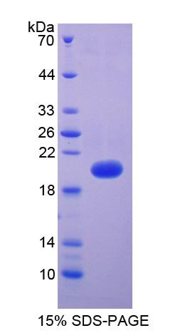 Recombinant Vascular Endothelial Growth Factor A (VEGFA)