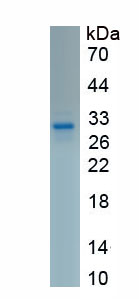 Recombinant Vascular Endothelial Growth Factor A (VEGFA)