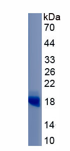 RPA143Mu01.jpg