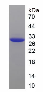 Recombinant Vascular Endothelial Growth Factor A (VEGFA)