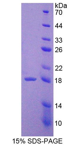 Recombinant Vascular Endothelial Growth Factor A (VEGFA)