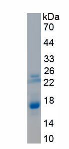 RPA144Ca01.jpg