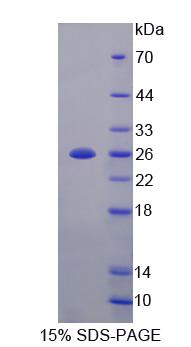 Recombinant Vascular Endothelial Growth Factor B (VEGFB)