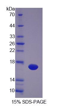 Recombinant Vascular Endothelial Growth Factor C (VEGFC)