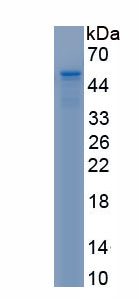 Recombinant Vascular Endothelial Growth Factor C (VEGFC)