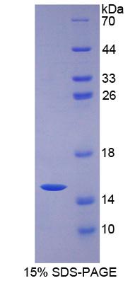 Recombinant Vascular Endothelial Growth Factor C (VEGFC)