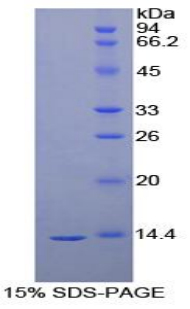 Recombinant Vascular Endothelial Growth Factor D (VEGFD)