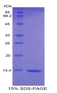 Recombinant Vascular Endothelial Growth Factor D (VEGFD)