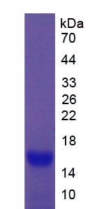 Recombinant Carcinoembryonic Antigen (CEA)