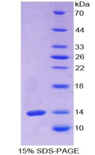 Recombinant Olfactomedin 4 (OLFM4)