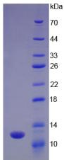 Recombinant Ubiquitin (Ub)