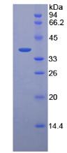 Recombinant Pepsinogen C (PGC)