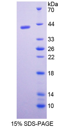 Recombinant Pepsinogen C (PGC)