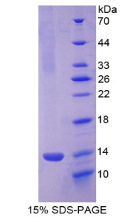 Recombinant Platelet Factor 4 (PF4)