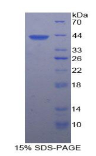 Recombinant Platelet Factor 4 (PF4)